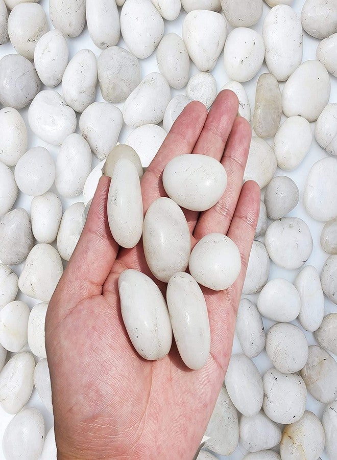 Bum Bum Bhole 2.5Kg Natural Polished White Pebbles (White Polished) Smooth for Plants, Aquariums,Terrarium,Succulents,Garden Pots,Bamboo Plants & Multi Purpose Pack (2.5 Kg, 30-50 mm, White Polished) - Image 3